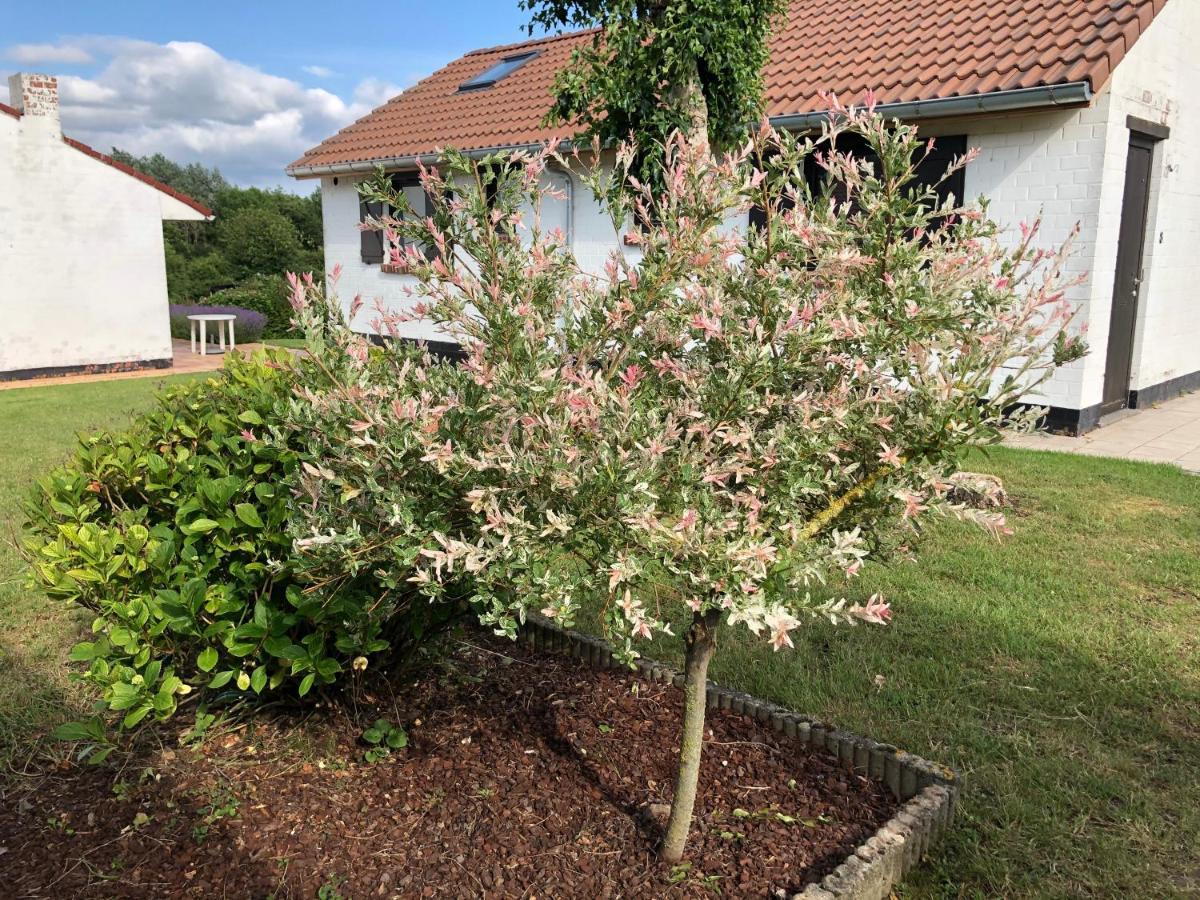 Vila Mijn Kleinhof Westouter Exteriér fotografie